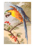 Macaw on Cherry Tree