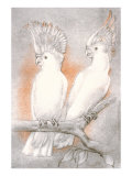 Two Cockatoos