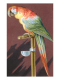 Macaw on Perch