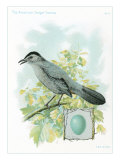 Catbird and Egg