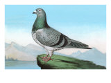 Proud Pigeon