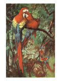 Macaws Nuzzling in Jungle