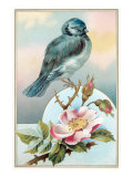 Bluebird on Rose Bush