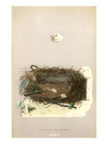 Orphean Warbler Egg and Nest