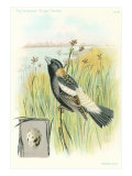Bobolink and Egg