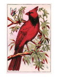Cardinal