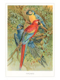 Macaws in the Jungle