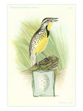 Meadowlark and Egg