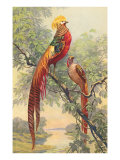 Chinese Golden Pheasant