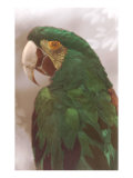 Green Macaw