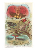 Birds of Paradise from New Guinea