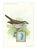 Wood Thrush and Egg