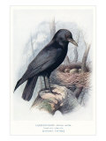 Carrion Crow with Nest