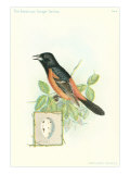 Orchard Oriole and Egg
