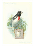 Rose-Breasted Grosbeak and Egg