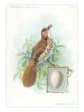 Brown Thrasher  Songbird