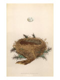 Dartford Warbler Egg and Nest