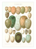 Eggs of Birds Found in Eurpoe