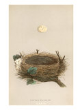 Garden Warbler Egg and Nest