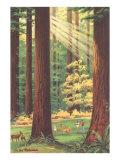 Redwoods Scene with People and Deer