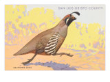 California Quail  San Luis Obispo County