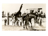 Calgary Stampede Rodeo