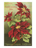 Vintage Poinsettias