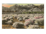 Desert Verbena