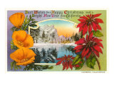 Season's Greetings  Cambria  California  Poppies  Poinsettias