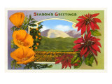 California Christmas Poppies  Poinsettias and Orange Groves