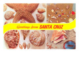 Sea Shell Greetings from Santa Cruz