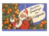 Santa Claus in Orange Orchard
