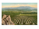 California Orange Grove