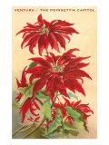 Ventura  the Poinsettia Capital