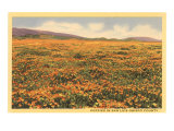 Poppies in San Luis Obispo