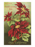 Poinsettia Blossoms  Ojai