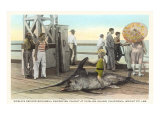 Swordfish  Santa Catalina