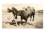 Bull Throwing Rodeo Rider