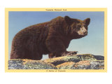 Bear  Yosemite National Park