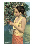 Javanese Girl Picking Coffee