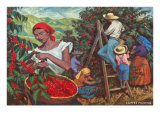 Coffee Harvest