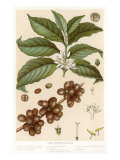 Botanical Drawing of Coffee Plant