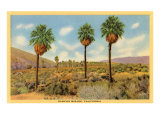 Vintage Rancho Mirage