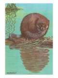 Muskrat