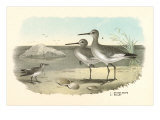 Stone Snipe and Willet