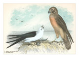 Swallow-Tailed Kite and Marsh Hawk