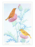 Cowbird and Yellow Warbler  Illustration