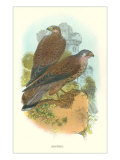 Kestrels