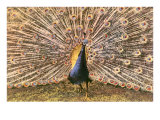 Peacock in Display