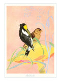 Bobolinks  Illustration
